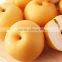 exporter of fresh fengshui pear from china