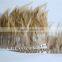 Wholesale Plume Feather Fringe Cheap Natural Rooster Feather Trims