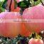 shandong fresh red fuji apple exporter in nortern China