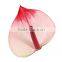 Anthurium Flower & Plants