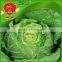 Chinese cabbage from China Spring brand cabbage