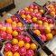 Fresh Citrus Lemons and Oranges.