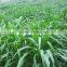 Gaodan Grass Seeds Sorghum Sudan Grass Seeds Sorghum Hybrid sudan grass Seeds For Growing