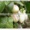 Pepino Seed Pepino Cucumber Seeds For Cultivation Germination rate above 93%