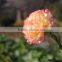 Fresh cut flower carnation Dianthus caryophyllus