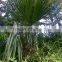 Ornamental plant Sabal palmetto