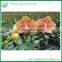 1.5cm Pot Phalaenopsis Orchids