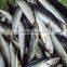 Frozen round scad mackerel