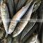 sea food seafrozen Mackerel