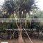 Pandanus Utilis high 4-5m