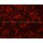 LED fluorescence Illuminator MF-BG-LED