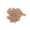 Cranberry Beans Light Speckled Kidney Beans Oval shape