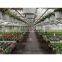 2020 cheap glass greenhouse for sale