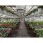 commerical steel frame agricultural garden green houses with good price