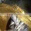.Frozen bonito Auxis tapeionsoma wholesale 20 kg / bag