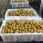 2015 July 100% Orchard fresh sweet Longan fruit