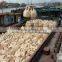 high quality 42.5N/R plant Cement