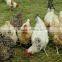 Galvanized/PVC coated Hexagonal Wire Mesh /Livestock Wire Netting