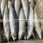 Chinese Factory Frozen Pacific Mackerel Price