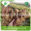 Jining fresh green ginger distributor