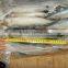 new fresh frozen mackerel fish / frozen mackerel on sale