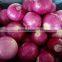 china fresh peeled onion