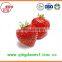 Export Bulk 25-35mm A13 chinese High quality whole Strawberry