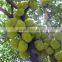 Big friut jackfruit fruit Seeds artocarpus heterophyllus seeds For planting