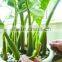 Natural Zamioculcas Zamiifolia for Indoor Ornamental Decorative Bonsai Plants