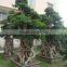 Big size strange root Braided ficus microcarpa