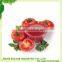 tomato sauce ketchup with high quality sell well