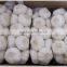 Offer Fresh Organic Garlic without Pesticide
