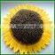 Best Quality Black Sunflower Seeds For Sale