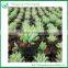 Colorful Succulent Plant