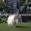 Lifelike Outdoor Large Decorative Plush Toy Dogs and Puppies for Sale Pet