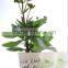 biodegradable and compostable coated paper hot water cup