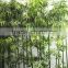 Home garden dry decoration 250cm Height artificial outdoor green lucky Bamboo EZZ06 0203
