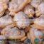 Seafood Importer Clam Meat Shellfish Seafood Frozen