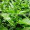 HIGH QUALITY 100% NATURAL GREEN TEA POWDER FROM VIET NAM