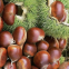 Chestnut Snack Organic Healthy Snack for all ages