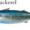 WR Frozen Pacific Mackerel