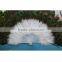 Wholesale custom Peacock spanish fans for dance Party supplies