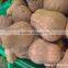 FRESH JAPANESE PUMPKIN GOOD QUALITY - COMPETITIVE PRICE