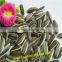 High quality Sunflower Seeds price 5009 (22/64,24/64)                        
                                                Quality Choice