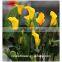 china wholesale indoor decoration calla lilies flower with long stem