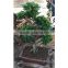 Live ficus tree S shape ficus