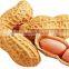 BOLD PEANUT IN SHELL 18-22 COUNT