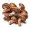 Shiitake Mushroom and black truffles
