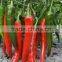 Hot sale hybrid high yield chili pepper seeds for growing-Xian Mei