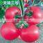 2016 High quality High yield Tomato seeds for growing- Tian Rui No.3
